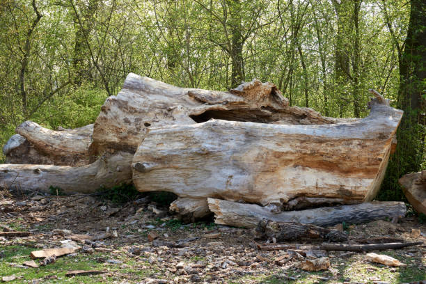 istock close up of a large hollowed out tree trunk 1314031071