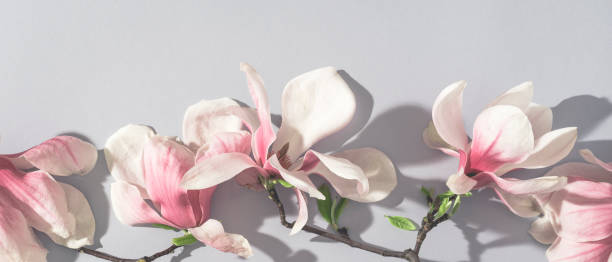 istock Magnolia springtime minimalistic still life or internet banner. Beautiful pink magnolia flowers on the soft blue background 1314032171
