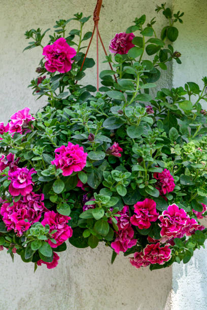 istock A petunia bush with many beautiful bright pink flowers. 1314032186