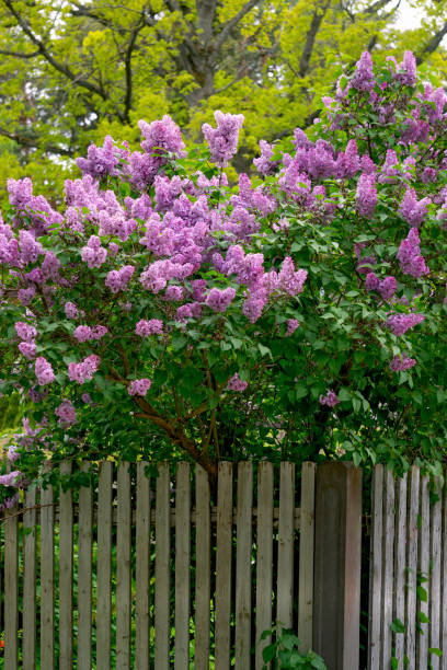 istock Lilac bush with soft pink flowers in a spring garden. 1314032189