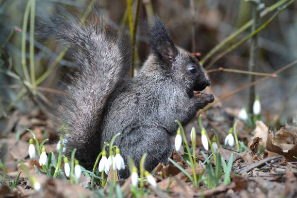 écureuil noir - squirrel red squirrel black forest forest photos et images de collection