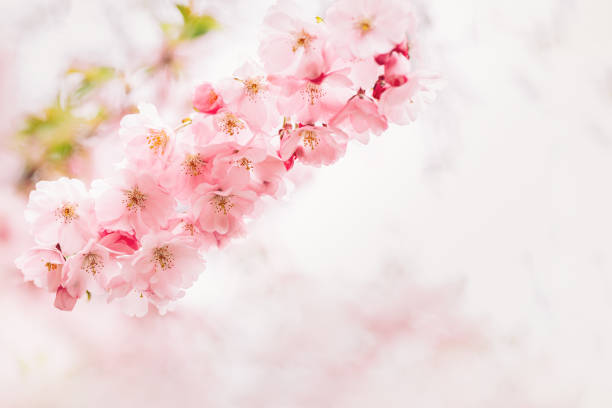 istock Amazing pink cherry blossoms on the Sakura tree. Beautiful spring tree. 1314033615