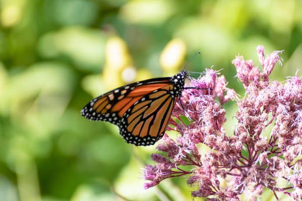 Monarch Butterfly on Pink Flowers Monarch butterfly (Danaus plexippus) feeding on a pink flower in a garden, with a blurred green background milkweed stock pictures, royalty-free photos & images