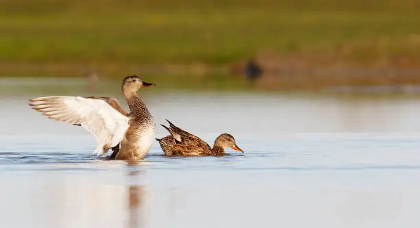 Photo of Gadwall Duck (Anas strepera) display behavior