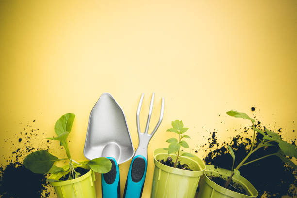 istock Gardening or planting concept. 1314034171
