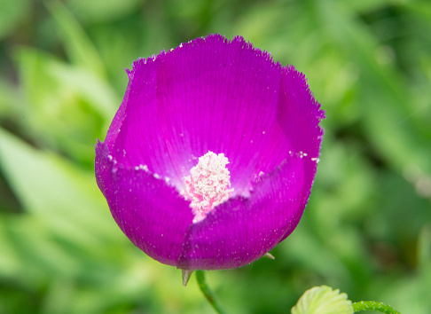 pink flower of Oriental Poppy - Oriental Papaver