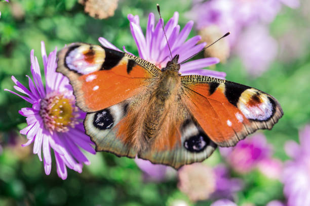 istock Orange butterfly on flower 1314040545