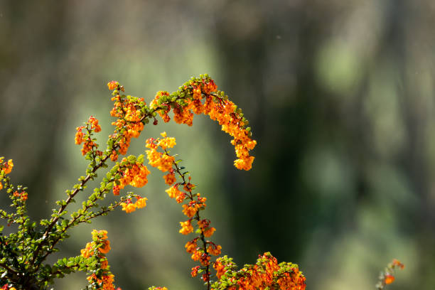 istock Ornate flowers in sunshine 1314040717