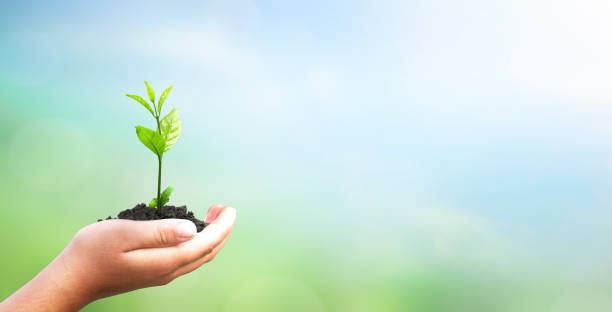 istock World environment day concept: hand holding tree over blurred natural background 1314044055