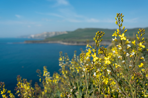 Yellow flowers over Kimmeridge Bay in Dorset