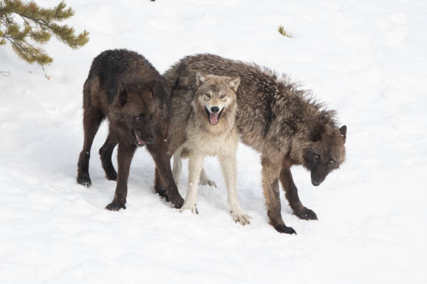 istock Wolves of the Yellowstone Wapiti pack playing / fighting 1314046516