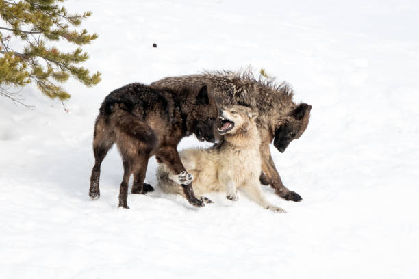 istock Wolves of the Yellowstone Wapiti pack playing / fighting 1314046535