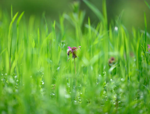 lawn with green lush grass in the park on a spring day, sunny