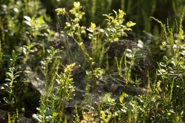 istock Forest moss, an interesting and useful plant 1314046961