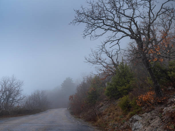 la carretera forestal de otoño de la mañana en la niebla - motivation passion cold inspiration fotografías e imágenes de stock