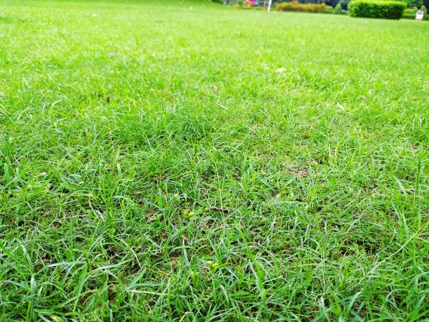 istock Green grass field in garden 1314048366