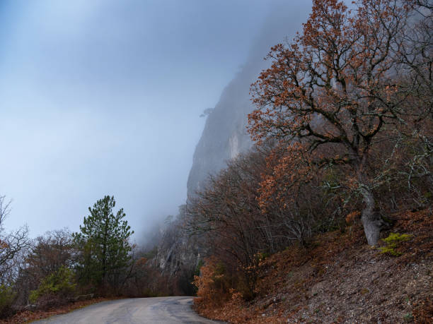 a estrada floresta de outono manhã na neblina - motivation passion cold inspiration - fotografias e filmes do acervo