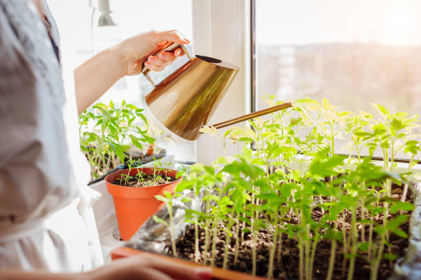 istock Watering tomato seedlings in box with watering can at home on window sill. Spring work. Agriculture and farming. 1314049438