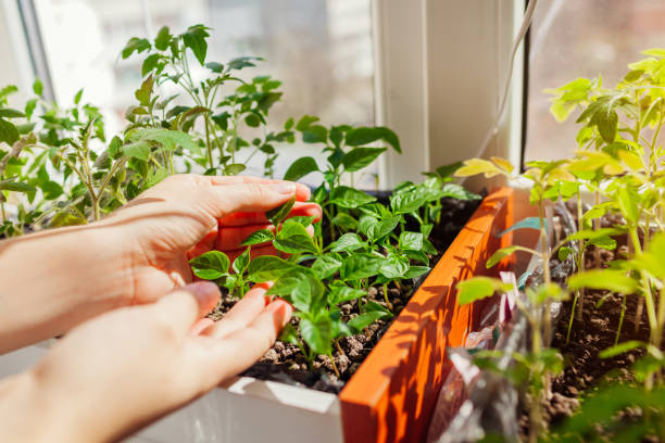 istock Farmer checking tomato and pepper seedlings in box at home. Spring vegetables growing. Agriculture and farming. 1314049449
