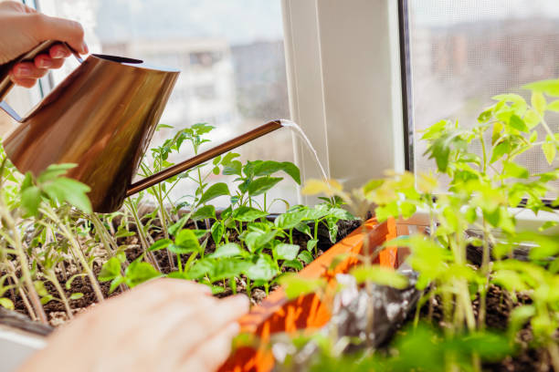 istock Watering pepper seedlings in box with watering can at home on window sill. Spring work. Agriculture and farming. 1314049466