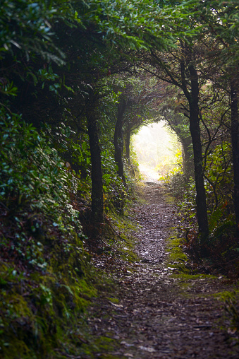 Light At The End Of The Tunnel Trail in Brookings, OR, United States