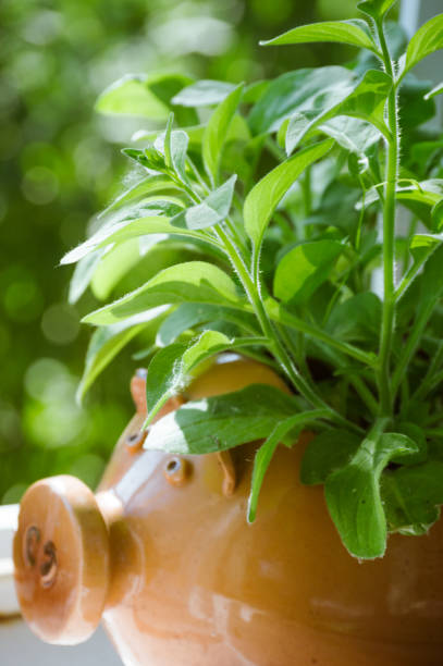 istock Green petunia bush in pig-shaped pot in sunlight 1314050742