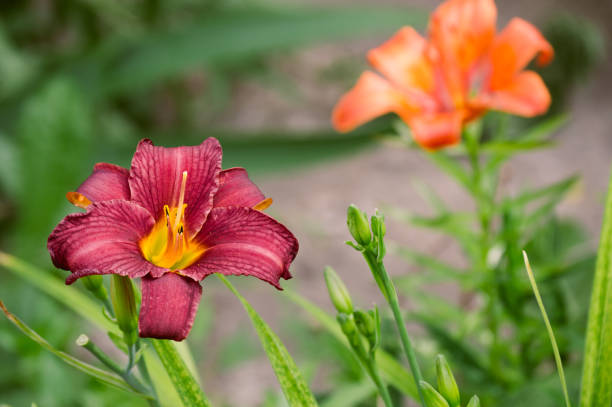 istock Maroon daylily flower on blurry green background 1314050764