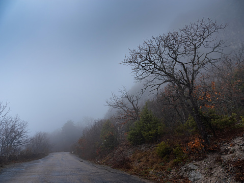 the morning autumn forest mountain road in the fog, Magical Spring Forest with a Road as a leading line. Beautiful Scene