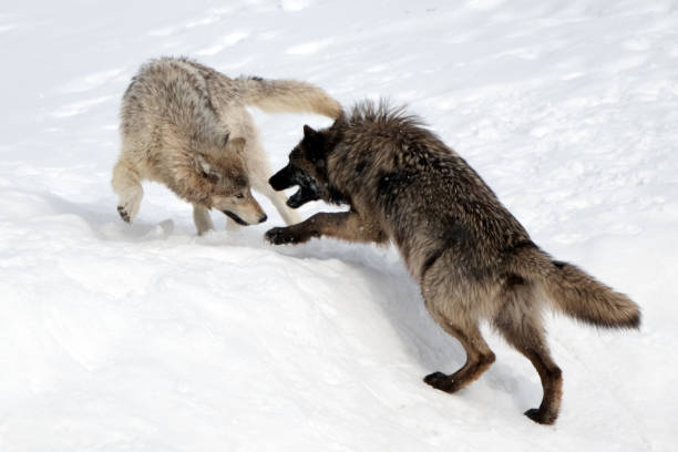 istock Two Wolves of the Yellowstone Wapiti pack playing / fighting 1314051840