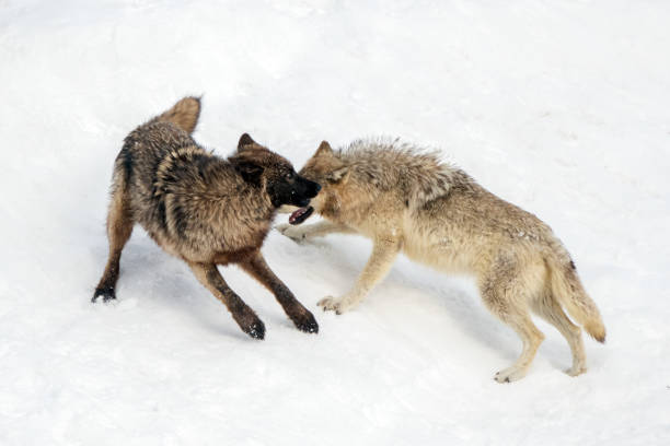 istock Two Wolves of the Yellowstone Wapiti pack playing / fighting 1314051848