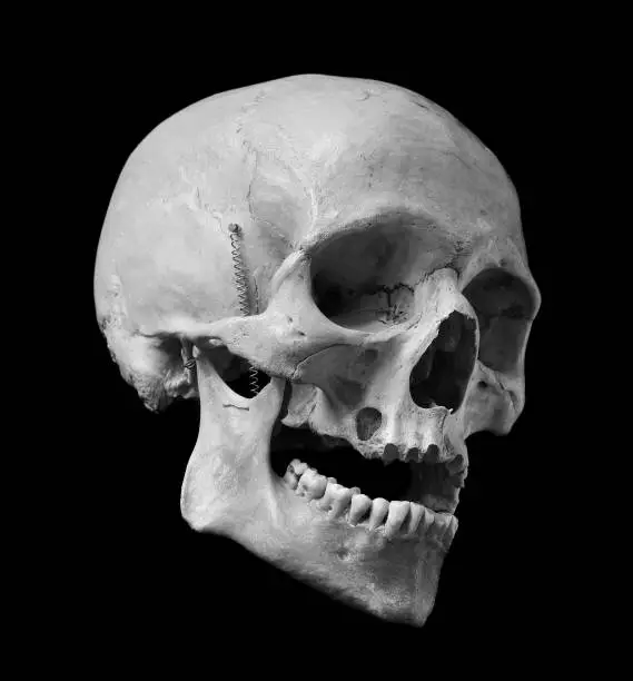 Skull of the human isolated on a black background. Black and white photo