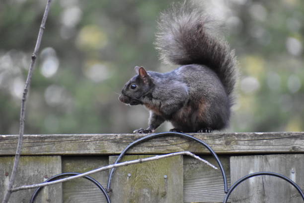 istock Squirrel at my backyard in April in Toronto, Canada 1314054420