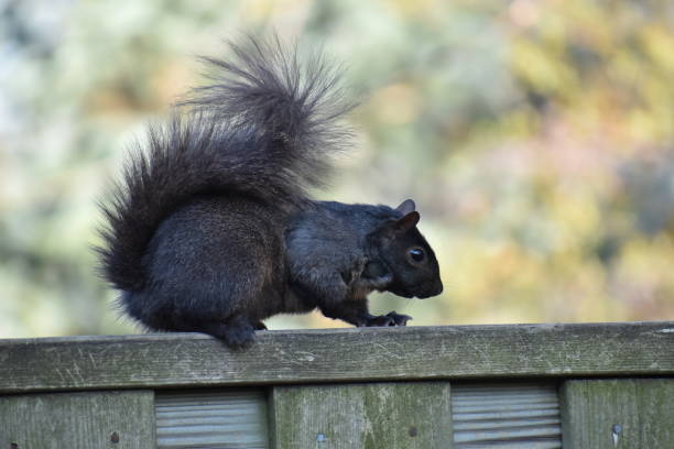 istock Squirrel at my backyard in April in Toronto, Canada 1314054425