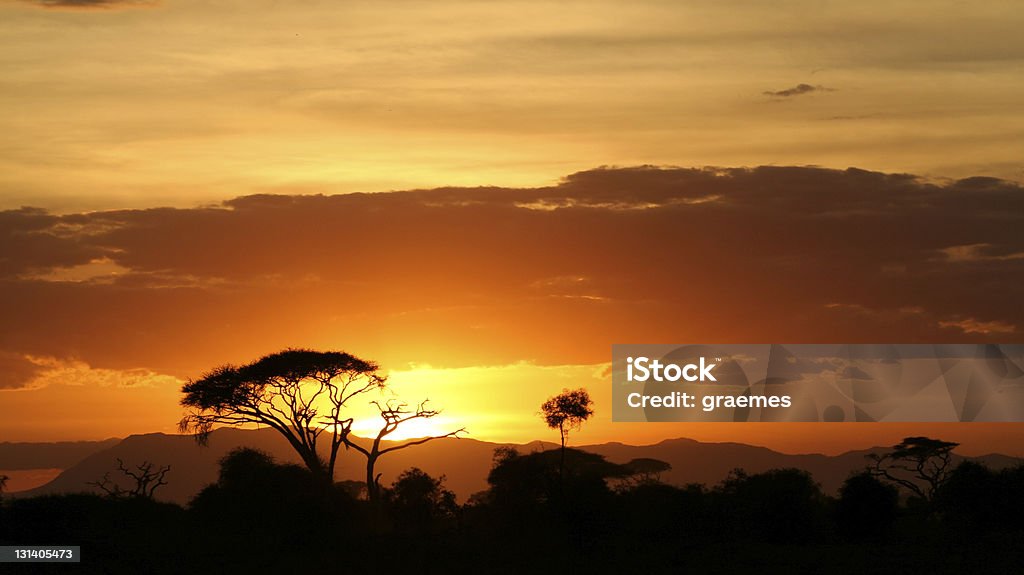 Savanna landscape at sunset A large acacia tree is silhouetted by the setting sun in an African National Park. Acacia Tree Stock Photo