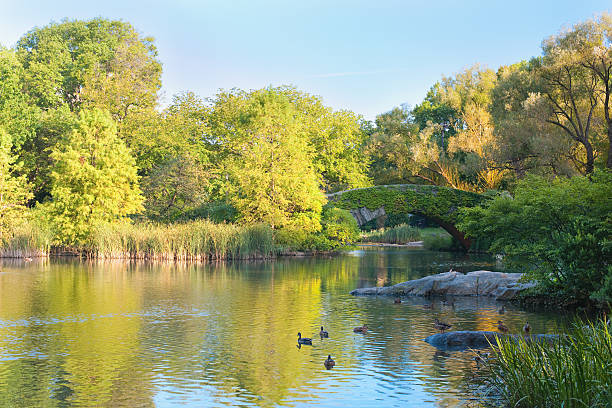 istock Pond in the New-York central park 131405770