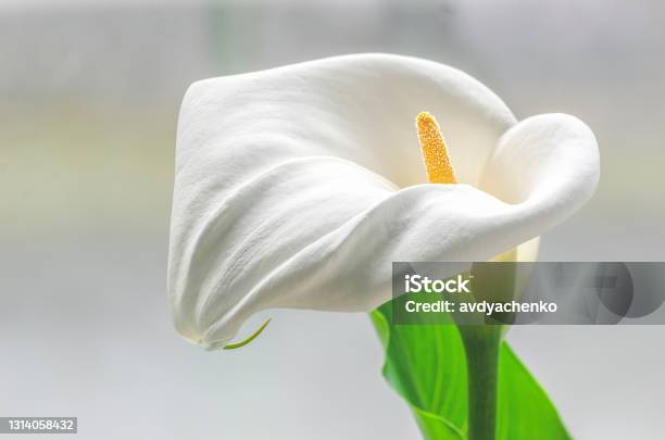 Witte Calla White Calla Stock Photo - Download Image Now - Arum Lily, Beauty ...