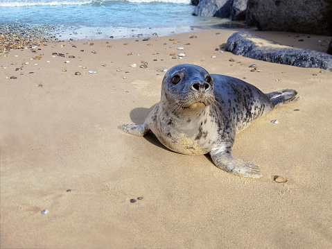 Seal on a sandy shore in its natural habitat. Animal wildlife photography.