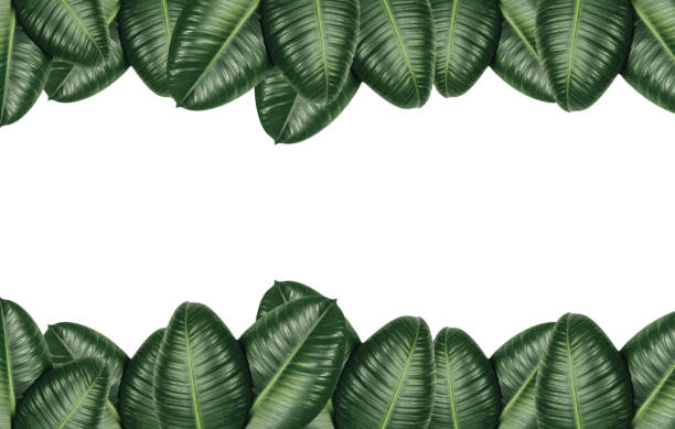 istock Frame with green leaves of ficus 1314059145