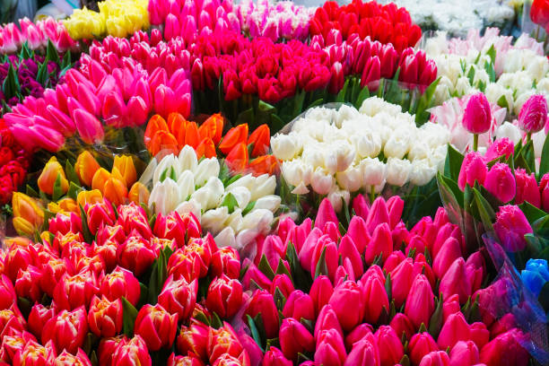 istock Spring colorful bouquet of tulips 1314059296