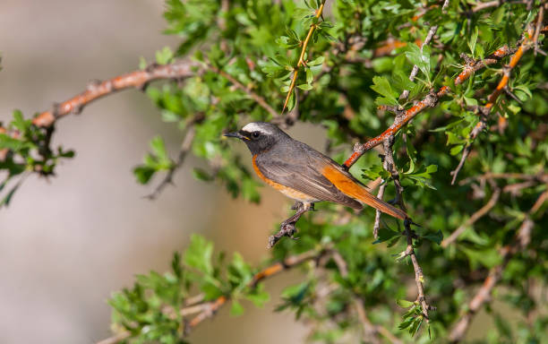 Common Redstart ( Phoenicurus phoenicurus) Common Redstart ( Phoenicurus phoenicurus) is a songbird commonly found in Asia, Europe and Africa. male common redstart phoenicurus phoenicurus stock pictures, royalty-free photos & images