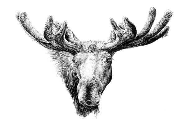 istock Hand drawn moose portrait, sketch graphics monochrome illustration 1314061358
