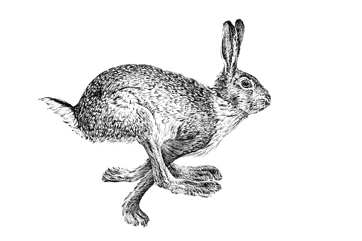 Hand drawn hare, sketch graphics monochrome illustration on white background (originals, no tracing)