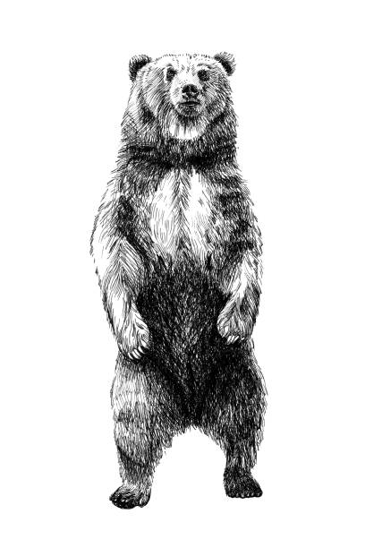 Hand drawn bear, sketch graphics monochrome illustration on white background (originals, no tracing)