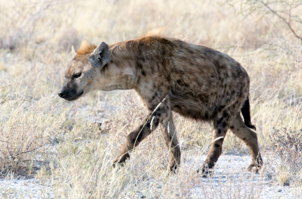 istock View of a black spotted hyena 1314061662