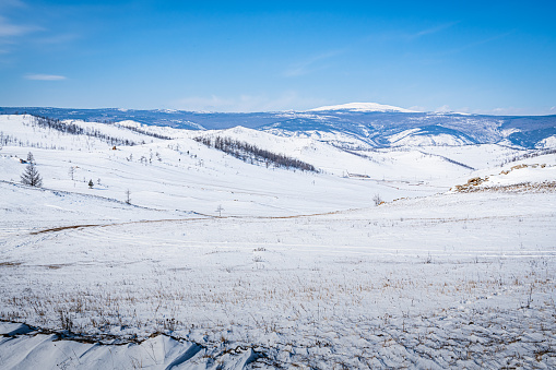 Rare young larch trees on the slope of a snow-covered hill in the steppe in the north of the island of Olkhon.