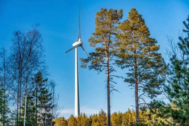 View from behind two trees at standalone wind turbine rising above pine tree forest, road with snow at sides, blue sky. Northern Sweden, ecological green energy production
