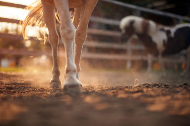 chevaux marchant une écurie dans la ferme. ferme, campagne, été - écurie photos et images de collection
