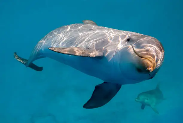 Photo of Two dolphin iunderwater