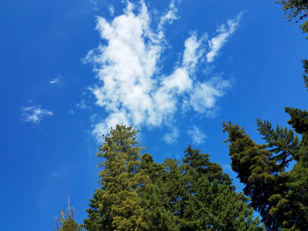 istock Pine Trees Reaching Up To The Sky 1314065143