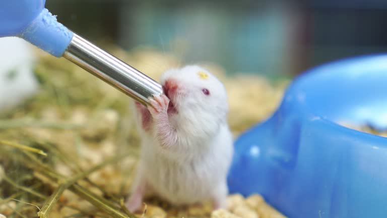 2,520 Cute Hamster Stock Videos and Royalty-Free Footage - iStock | Cute rabbit, Cute mouse, Bunny 2,520 Cute Hamster Stock Videos and Royalty-Free Footage - iStock | Cute rabbit, Cute mouse, Bunny